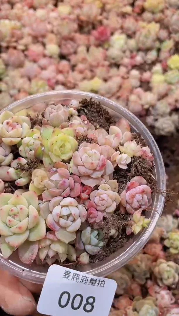 【闪购商品】008小杆子珍妮量拍1盒