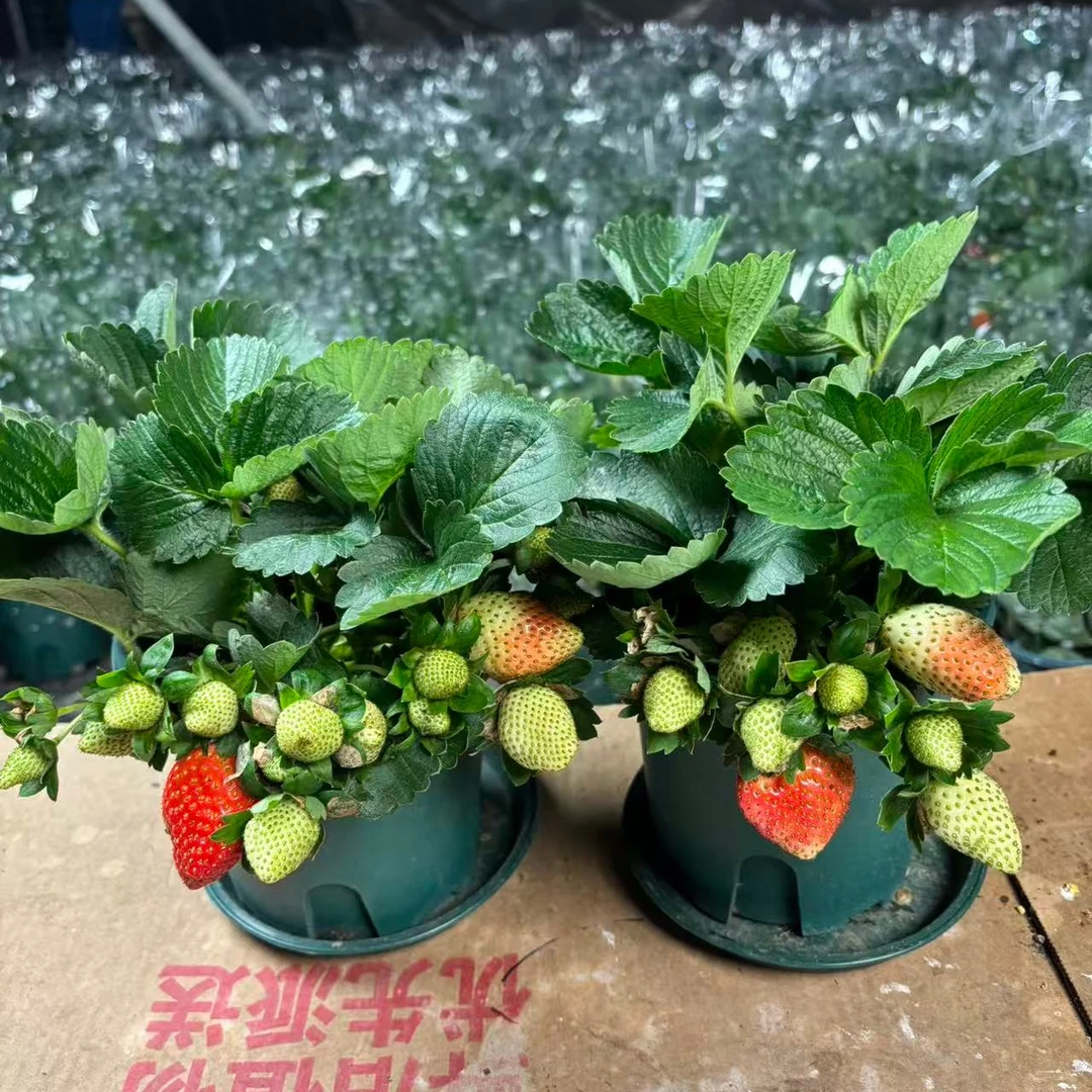 多果多花草莓盆栽秋冬季带果盆栽原土原盆好养小孩礼物