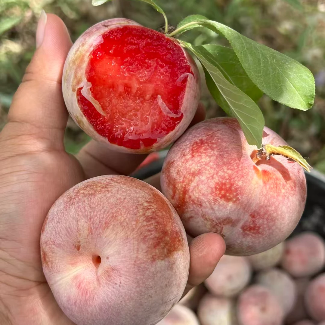 【姚姚】新疆夜玫瑰恐龙蛋 肉厚核小 甜蜜多汁 只发川渝