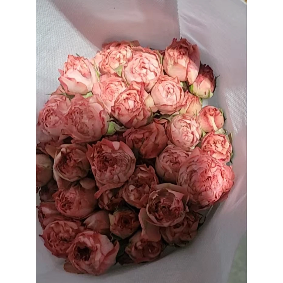 氧花季  活泼女孩多头玫瑰9支+1支防损 一单包邮 两单升级快递