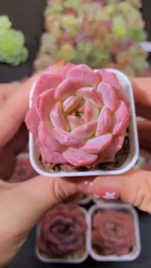 8009草莓琥珀优选量拍随机发一个