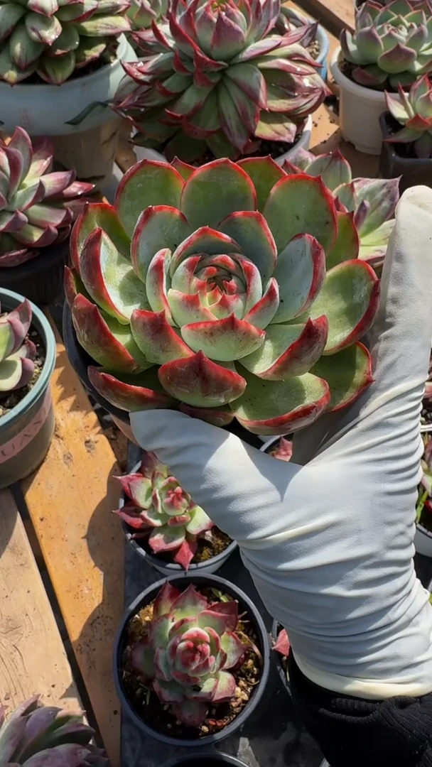 量拍内勾叶惊鸿仙子（裸根发货）