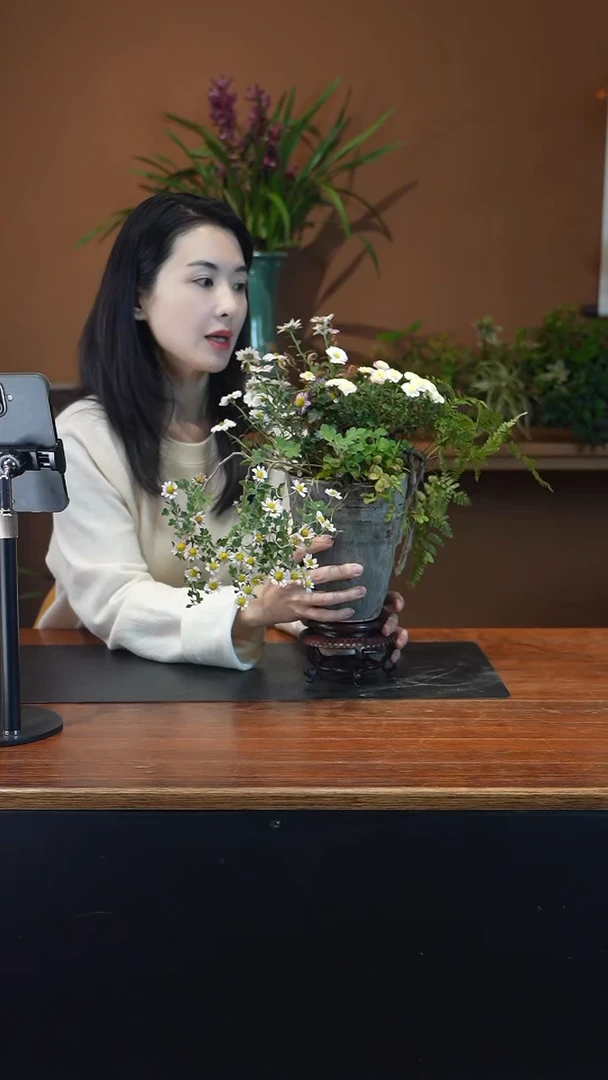 全部花朵山野草盆景盆景盆景