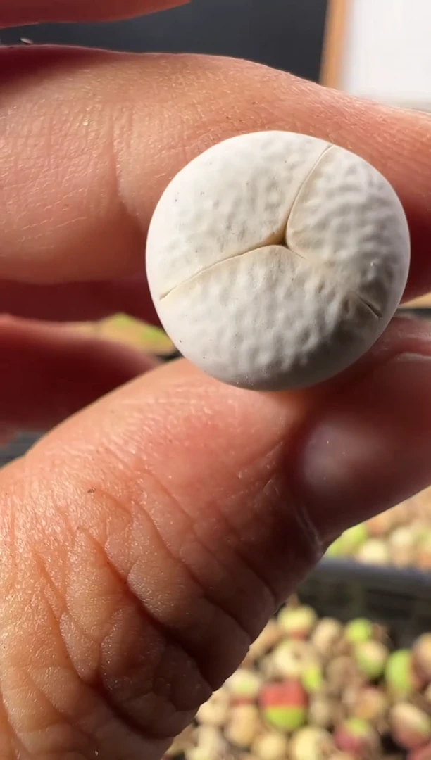 一物一拍          803