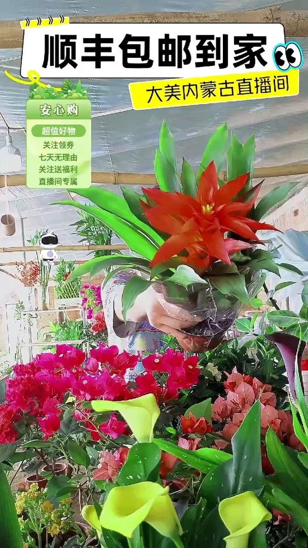 完全开放鸿运当头
