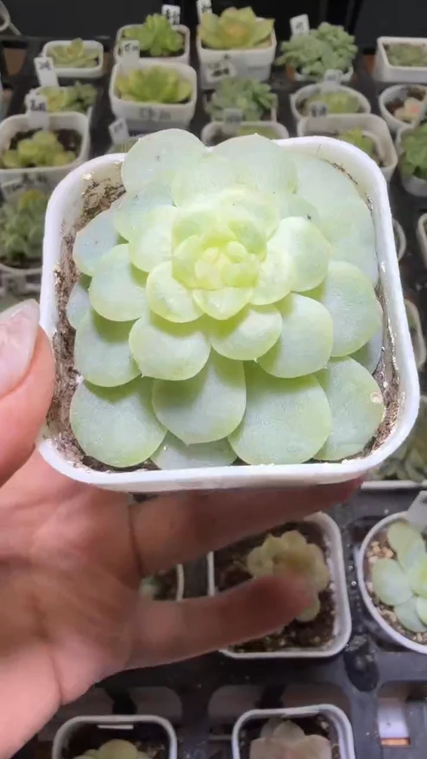 1478  纸鸢多肉植物