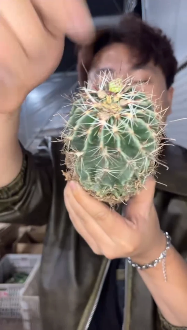 3颗 中大号 龙王 实生根