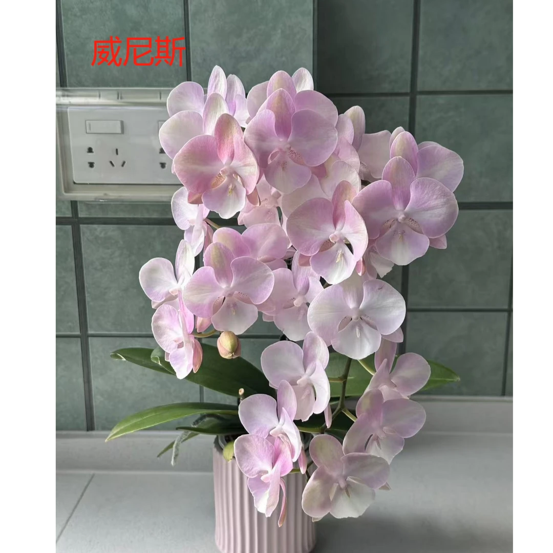 蝴蝶兰【威尼斯】，3.0寸杯无花无梗