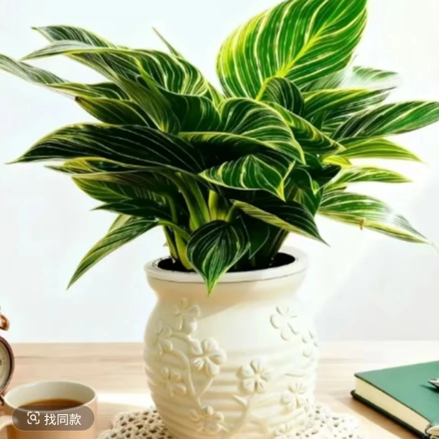 钻盆栽室内绿植四季常青好养活净化空气吸除甲醛