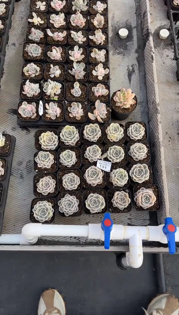 【闪购商品】0217-131汉堡锦20颗（紫萱专拍）