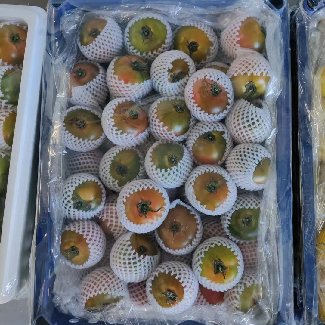 盘锦小柿子圣女果碱地种植酸甜可口