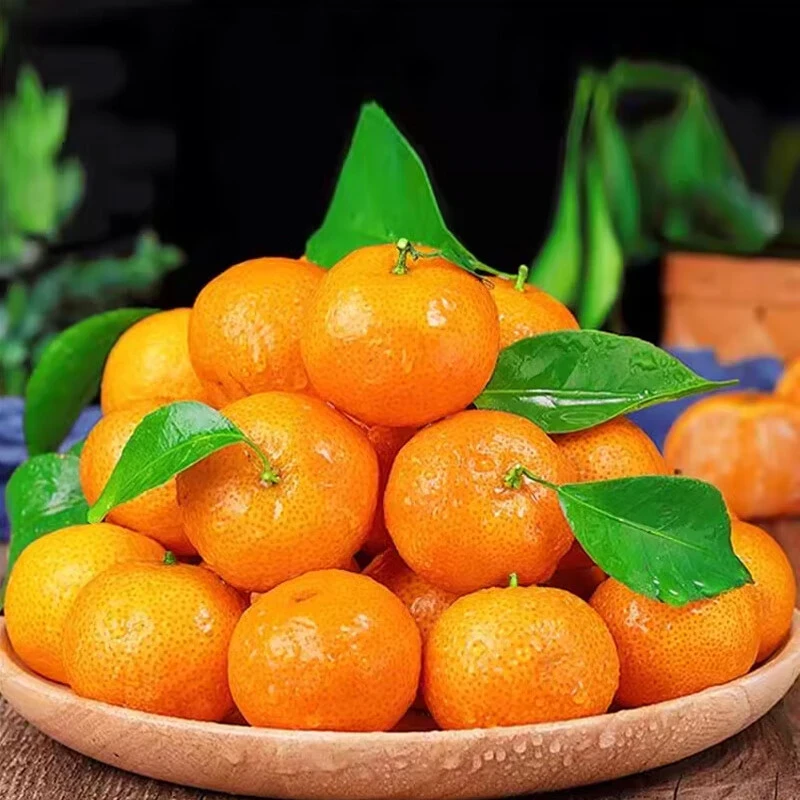 四川金秋砂糖橘沙糖桔小桔子新鲜水果现摘薄皮无籽柑橘蜜桔非广西