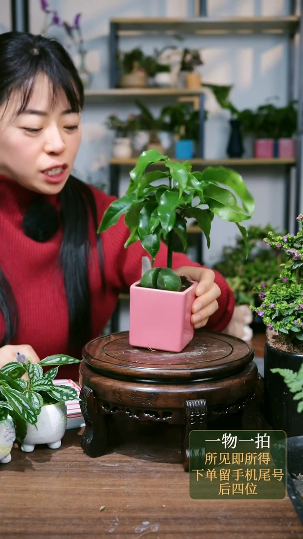 【闪购商品】26--2012开心果粉方