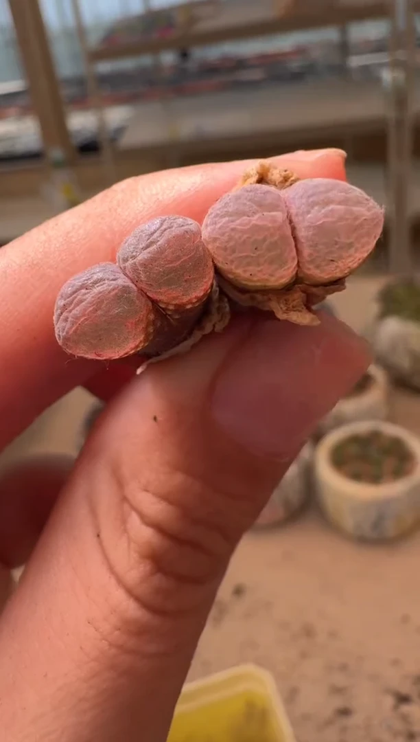 美丽的肉石头16-78