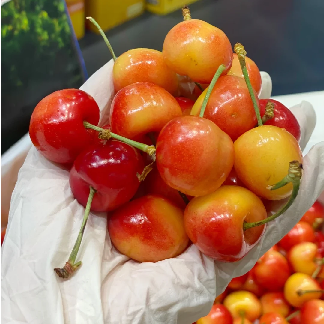 【顺丰空运】智利进口雷尼尔黄车厘子2-4JJJ黄樱桃金车内附果径卡