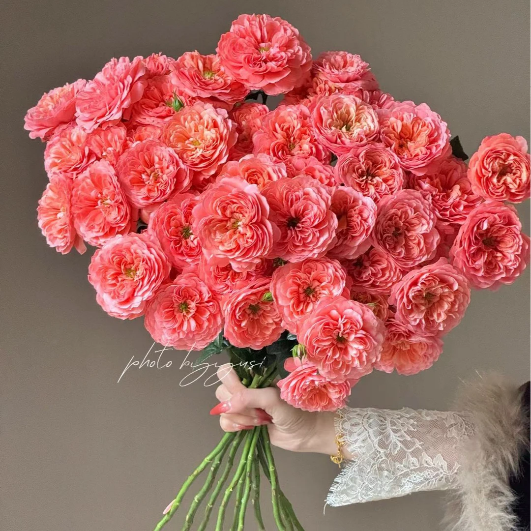 【小阿阮】#红果汁#奥斯汀橘红色多头玫瑰花 A级鲜花品顺丰直发