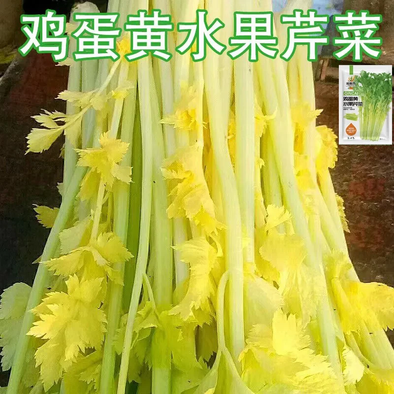 鸡蛋黄水果芹菜种子脆香无筋四季甜鲜玻璃脆芹菜种子庭院大田蔬菜