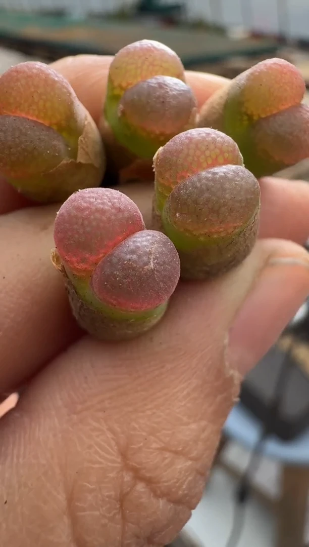 【闪购商品】15-48油窗红宝石一颗