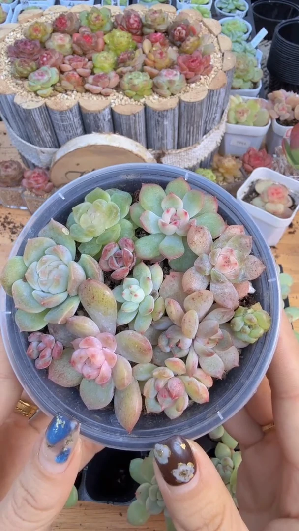 巫拉拉混 1盒 量拍混发 满9.9包邮