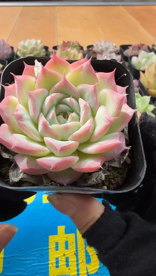 东云多肉园二店-77