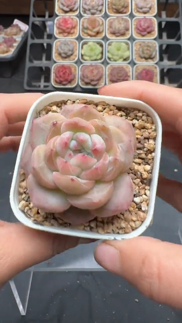 【闪购商品】731号珍妮多肉一物一拍3单包邮