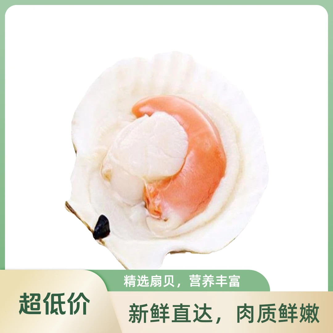 金叶优选&鲜活扇贝5斤装