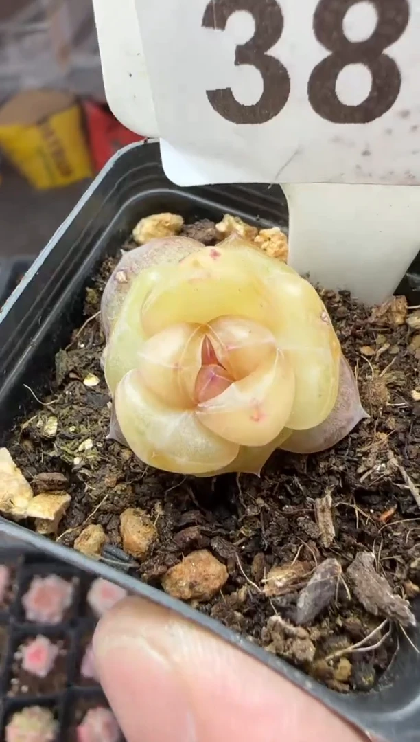 【闪购商品】一物一拍0211—389