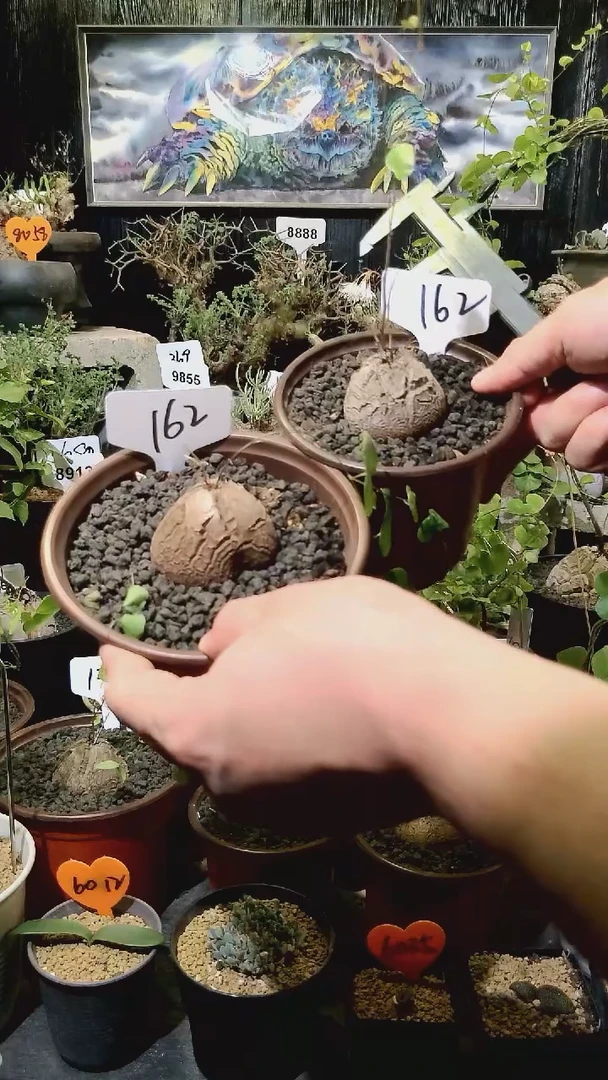 162号1119福利南非龟甲龙买一送一