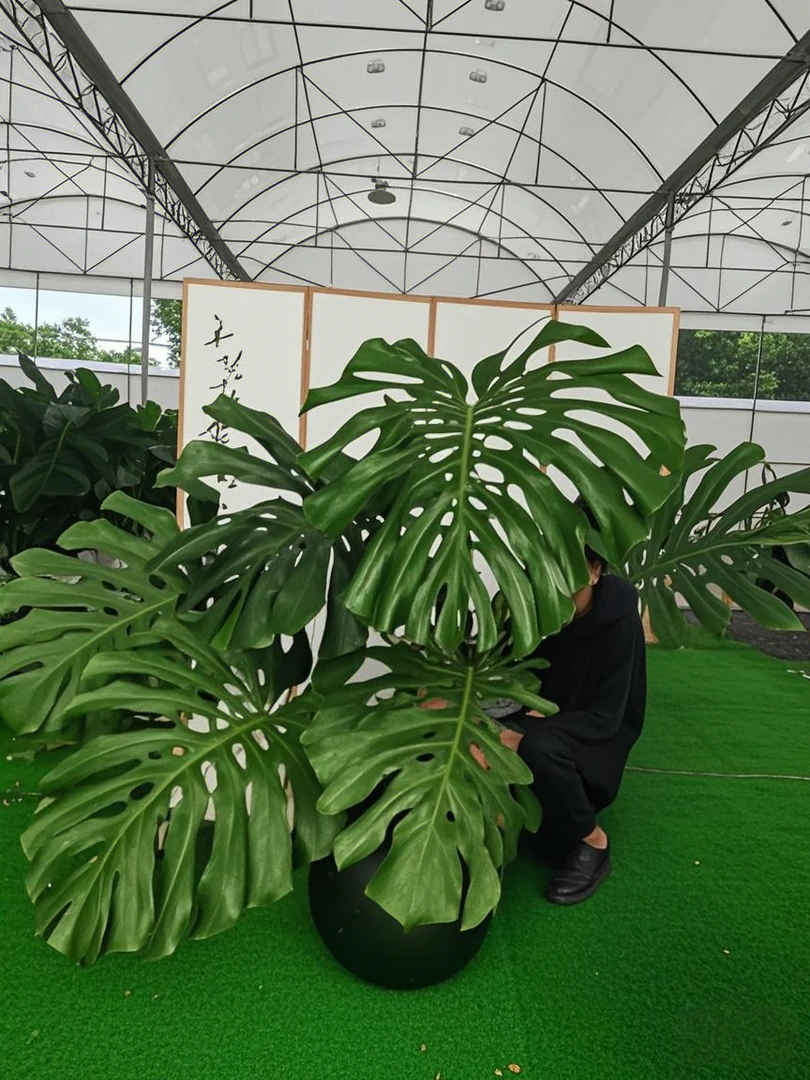 【一物一拍超A品质】大叶老桩龟背竹盆栽净化空气易养护四季常青