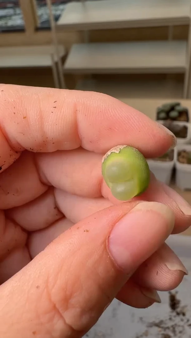 24-203多肉植物肉锥