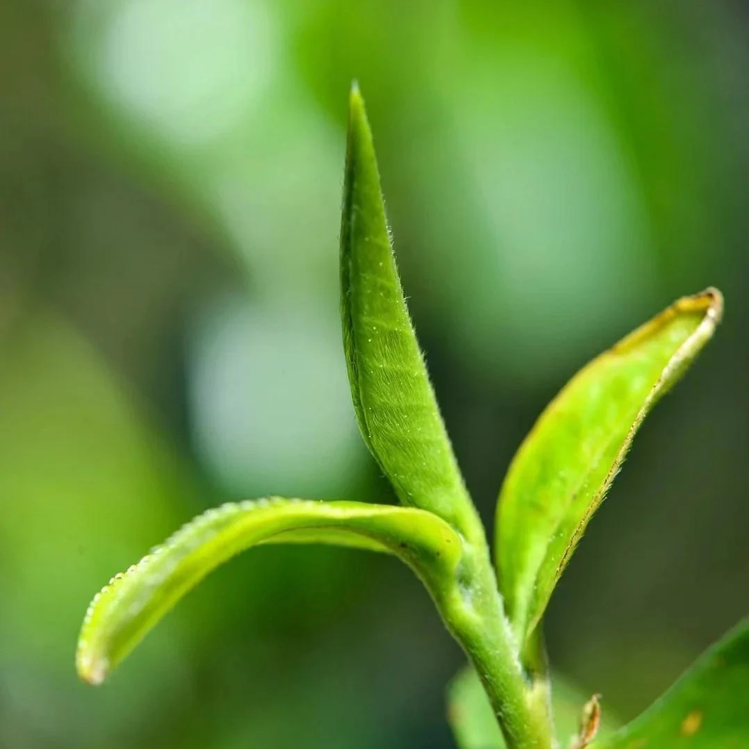 茶山源头【26-8】2020年丫口寨古树春200g