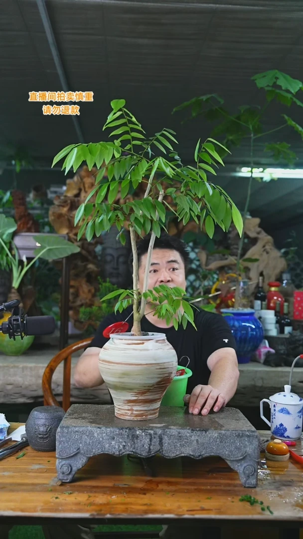 当前无花栽培后可以开花16海南黄花梨+