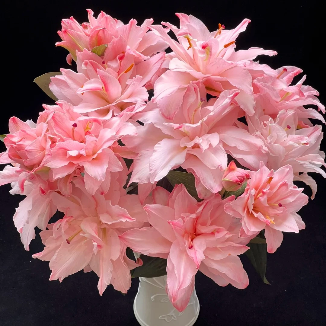 【花王朝】布朗尼重瓣香水百合鲜花水养插花鲜切花