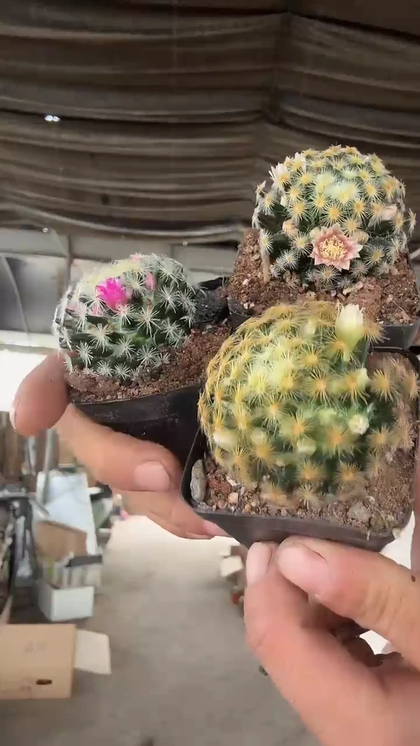 蛋****丫实生明星三颗9.99