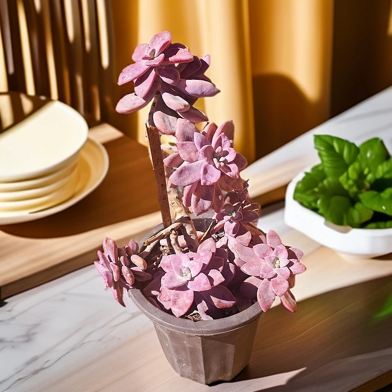 桃霜230#B2 精品多肉 新手必备好看好养一单包邮