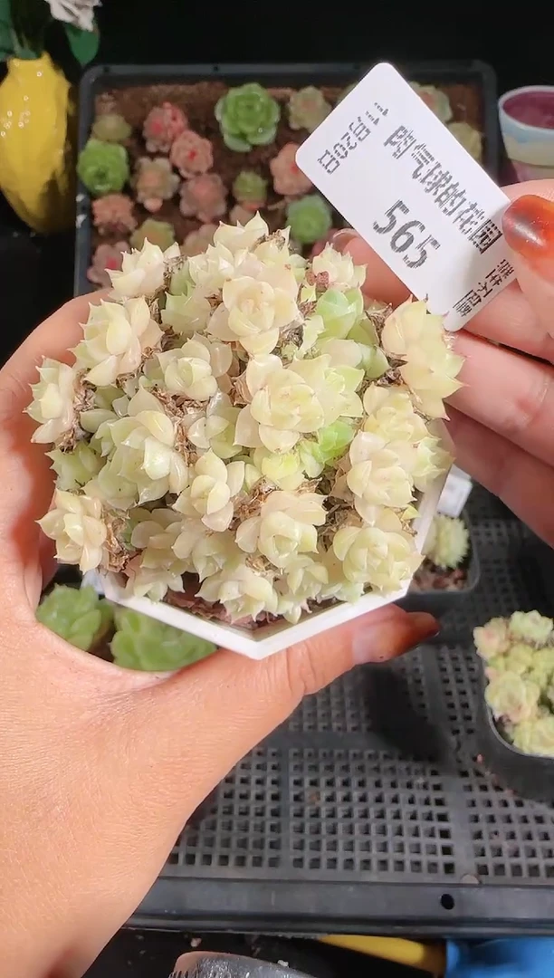 1120-565群生不包整