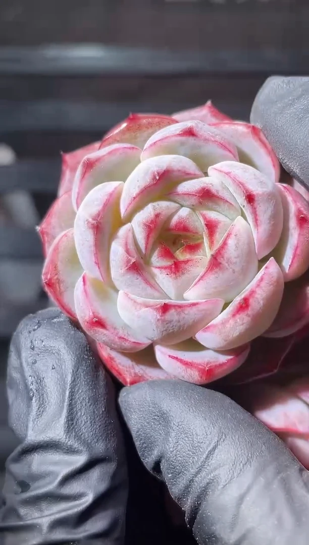 17-80 Q女王4-5厘米量拍发一颗