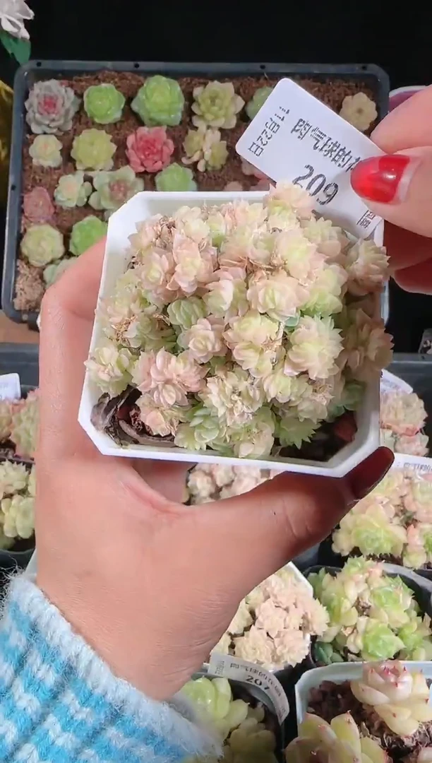 1122-209群生不包整