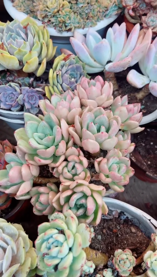 01013多肉植物一物一拍