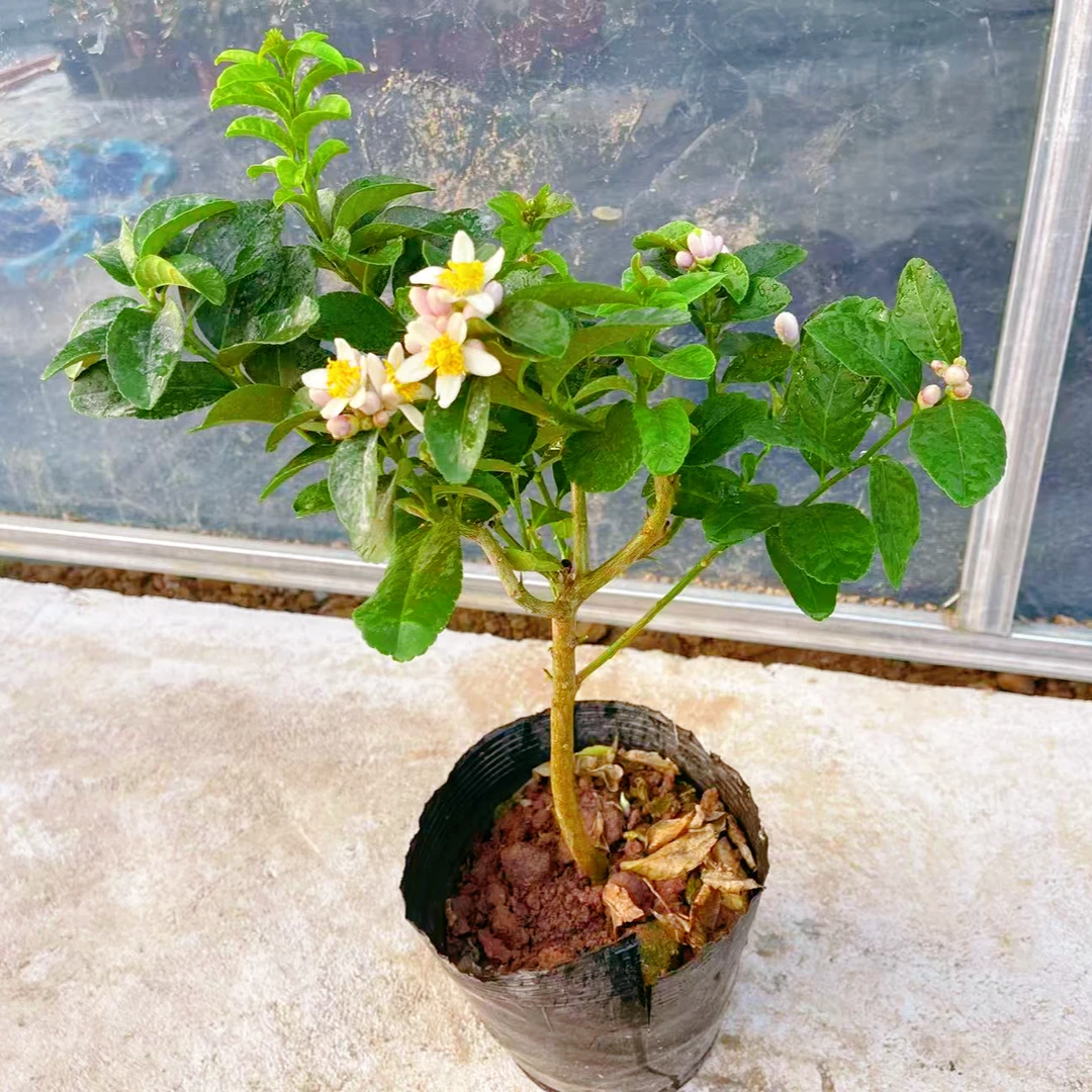 香水柠檬树盆栽室内庭院植物净化空气吸甲醛客厅摆放四季绿植盆栽