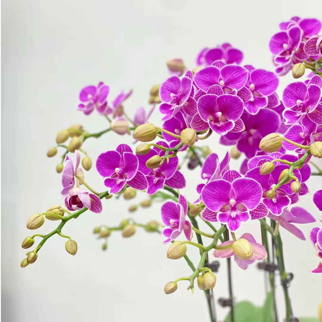 红豆  中大花蝴蝶兰  3.5加高杯  带花剑  居家  酒店摆件