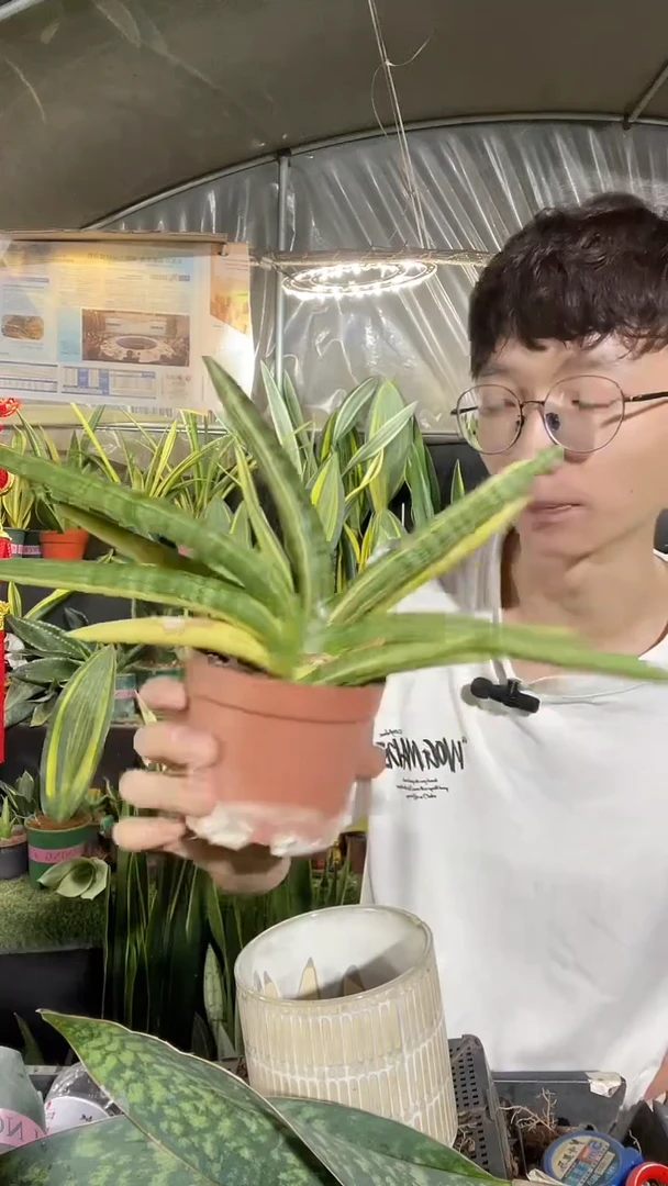 佛手锦带盆土188