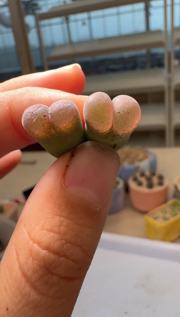 28-210多肉植物肉锥