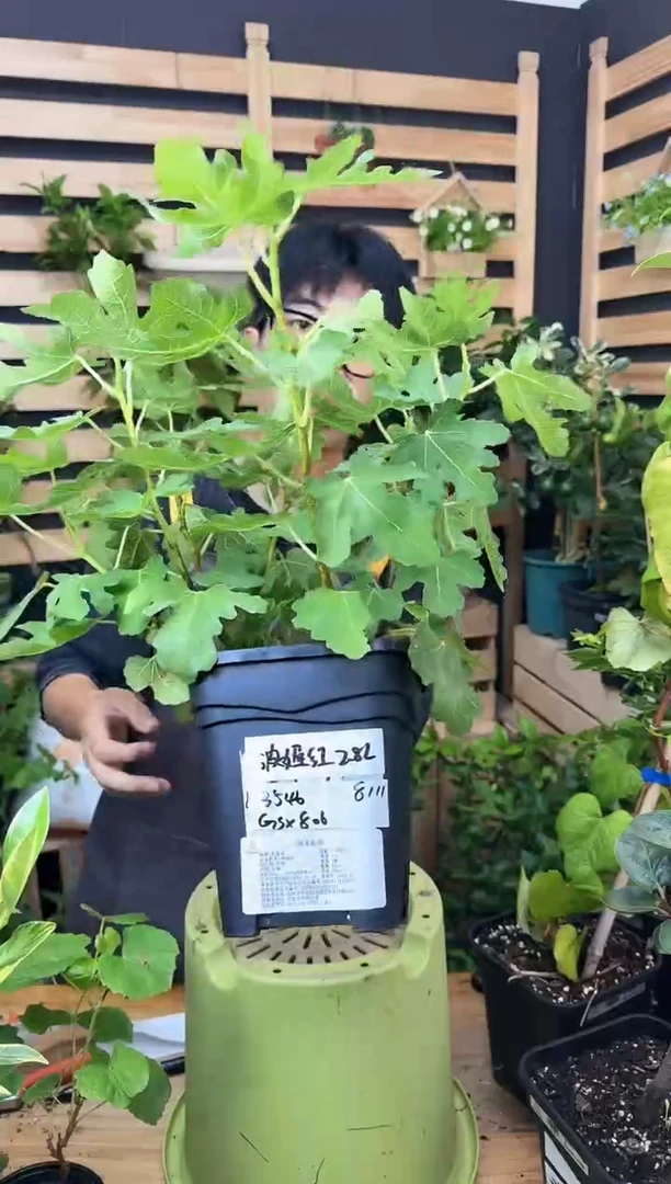 哪*波姬红 一物一拍 GSX806