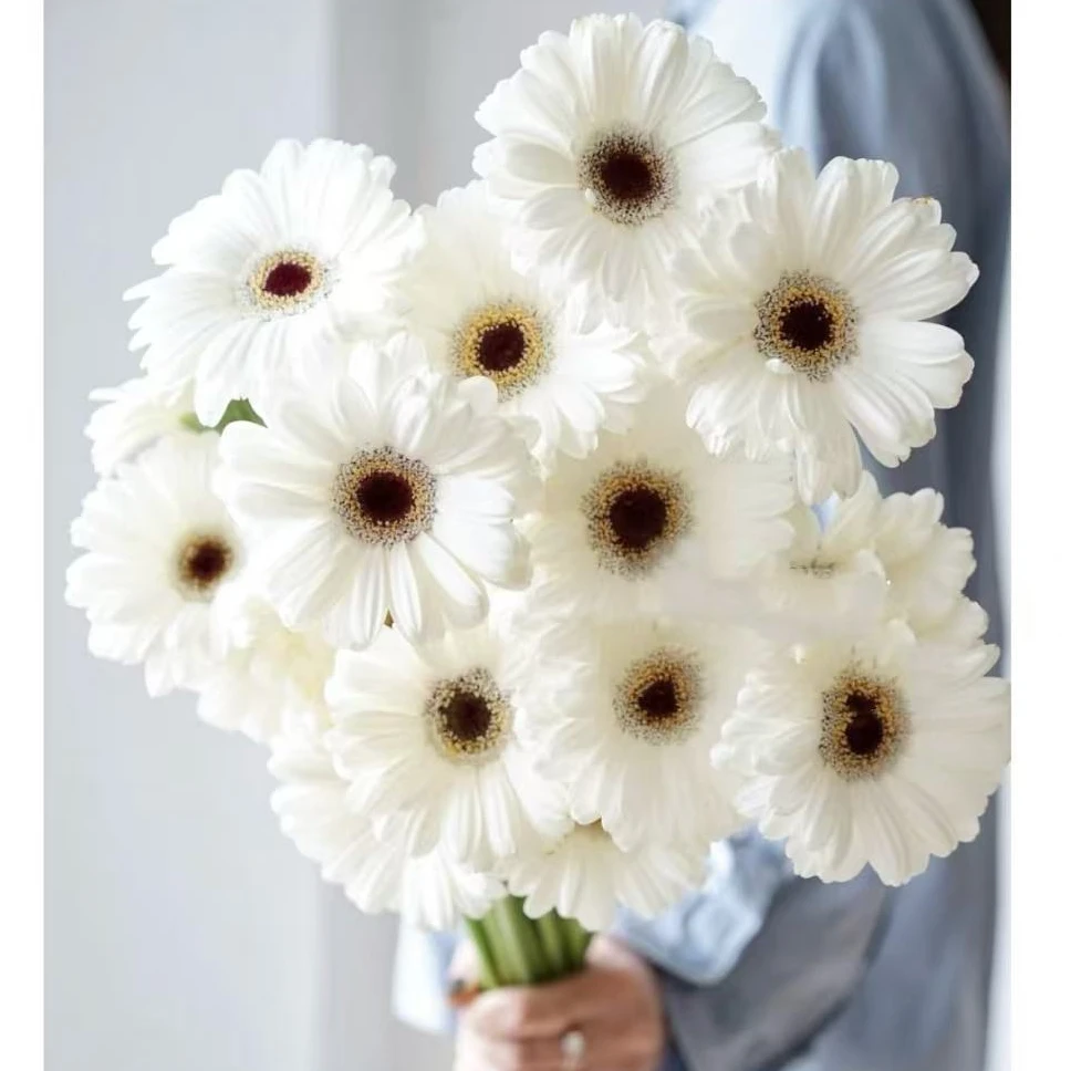 【陌上花开】20支史努比非洲菊-非洲菊