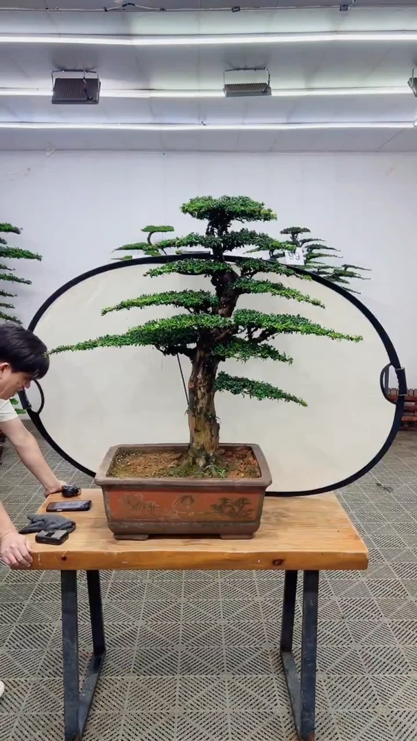 无花朵造型盆景一物一拍