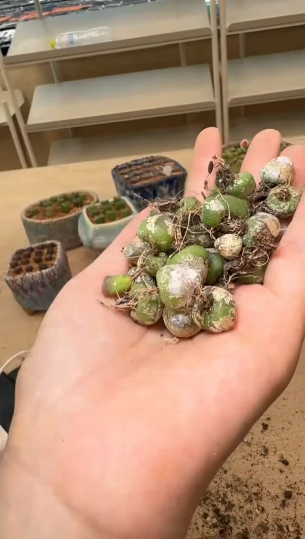 美丽的肉石头16-50