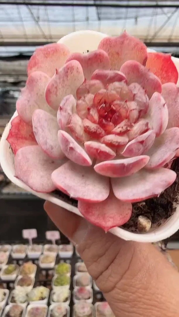 东云多肉园新款-384