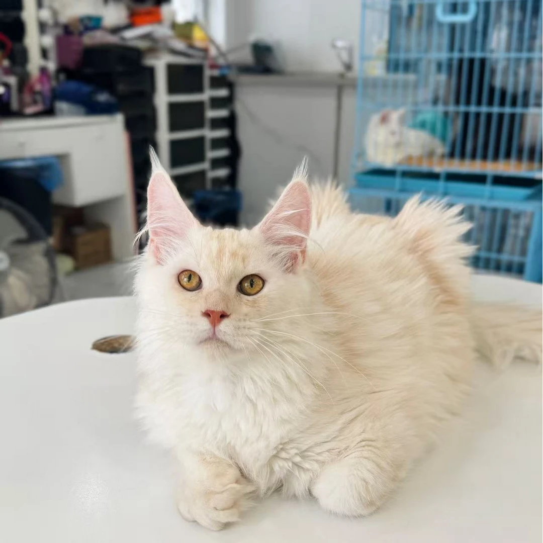 来了姊妹-凯米尔缅因猫 弟弟 92713