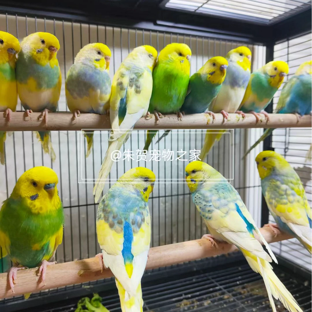 金彩鹦鹉 大头虎皮鹦鹉活鸟活物彩色鹦鹉小鸟会学说话的鸟宠物